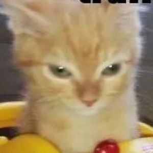 Meet your Posher, Jesse